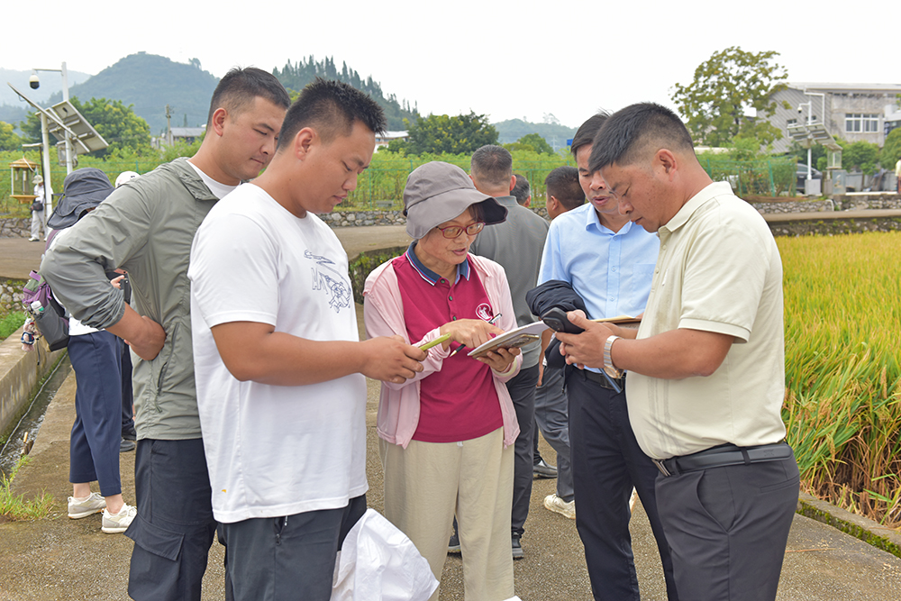 【聚焦“四个大抓” 走好高质量发展新路】兴义：水稻超高产示范基地测产 最高亩产干谷达1041.19公斤(图4)
